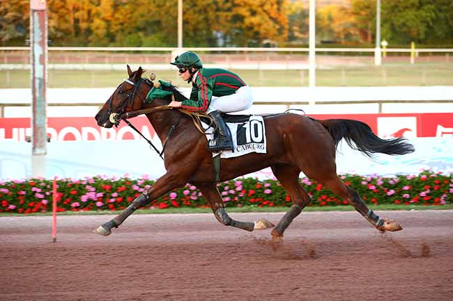 Photo d'arrivée de la course pmu PRIX SWEET HOME CABOURG (PRIX DES HELIANTHES) à CABOURG le Vendredi 5 août 2022