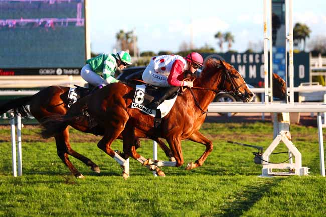 Photo d'arrivée de la course pmu PRIX DE LA CANEBIERE à CAGNES-SUR-MER le Lundi 16 janvier 2023