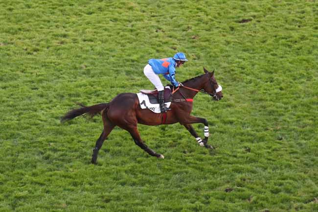 Photo d'arrivée de la course pmu PRIX CARMARTHEN à AUTEUIL le Samedi 14 octobre 2023