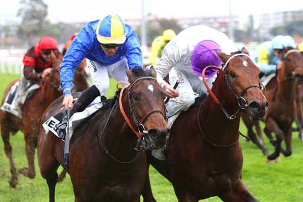 Photo d'arrivée de la course pmu PRIX DES ILES DU FRIOUL à CAGNES-SUR-MER le Mercredi 17 janvier 2024