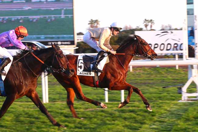 Photo d'arrivée de la course pmu PRIX YVES BACHELIER à CAGNES-SUR-MER le Mardi 23 janvier 2024