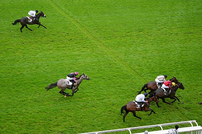 Photo d'arrivée de la course pmu PRIX BOIS ROUAUD à AUTEUIL le Samedi 1 juin 2024